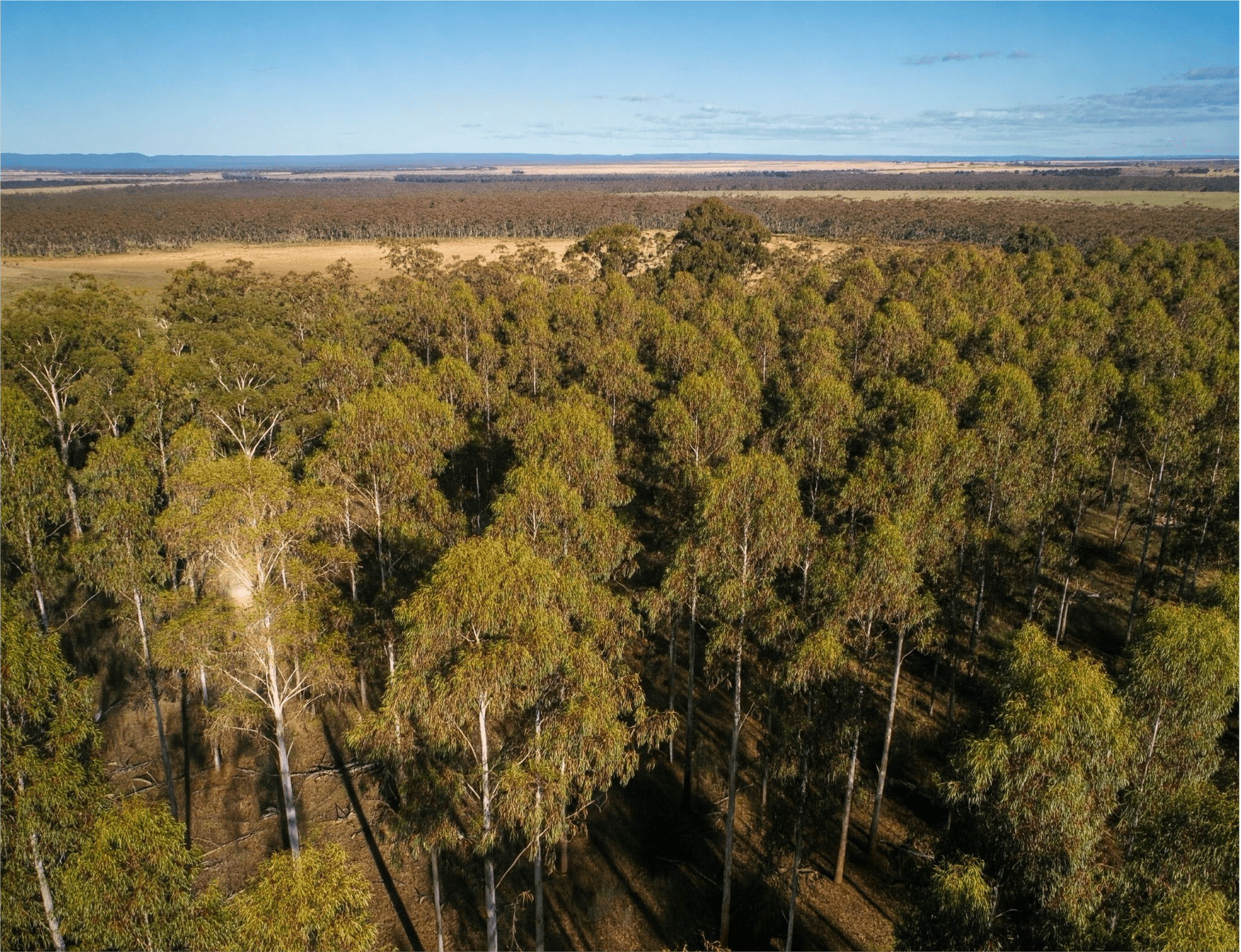 Urunday Afforestation Project